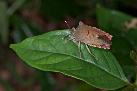 insects in the philippines
